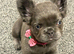 Fluffy frenchie
