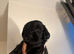 Cockapoo puppies