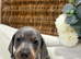 Miniature dachshund puppies