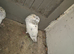 Gaditano pigeons adults 1to 3 years