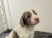 Cockapoo puppies