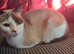 Cat for sale shes a mix snowshoe cat