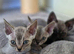 Devon Rex Pedigree TICA Registered