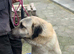 Urgent rehoming - phoenix