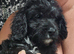 Cavapoo puppies f1 tiny miniature full dna clear