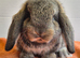 French lop baby Doe