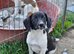 Daisy is looking for a forever family