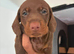 CHOCOLATE & TAN DACHSHUND PUPPIES