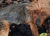 Yorkshire terrier puppies