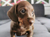 Miniature dachshund