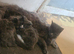 Kittens for sale