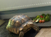 Sulcata tortoise male 6 year old