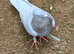 Ash red Opal Cock racing racer pigeon  RPRA ring
