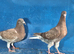 Young choclate muleman pair