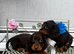 long-haired dachshund