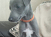 Beautiful KC Blue Whippet Puppies