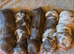 Kc registered mini dachshund pups