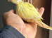 Hand feed Creamino conure