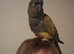 Patagonian conure