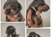 PRA CLEAR MINIATURE DACHSHUND PUPPIES
