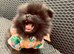 Pomeranian puppy’s