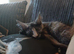 Gorgeous female maincoon smoke tortie
