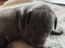 Bedlington whippet puppies