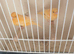 Red factor canaries