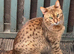 Savanna cross tabby kitten for sale no time wasters