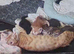 Last tuxedo (black with a bib) bengal cross