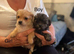 TOY POOLE X CHIHUAHUA (POOCHI) PUPPIES