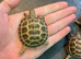 Baby Horsefield tortoises WOW! BE QUICK!!