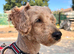 Three yr old Jack Russell x shitzu x poodle