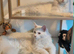 solid white Maine Coon boy and girl TICA