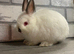 Netherland Dwarf Baby Boy