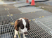 English Springer Spaniel