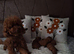 Dark Red Teacup Asian Poodle Girls
