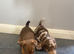 Jack Russell boy puppies