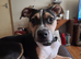Staffie Cross looking for the best 4ever home