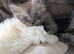 5 beautiful Maine coon kittens