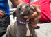 Health tested kc staff puppies