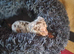 Jackawawa puppies