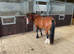 Welsh x cob