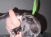 Springador x German shepherd/Staffie pups