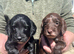 Cockapoo Puppies For Sale