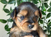 Yorkshir terrier pure Tea cup