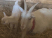 Baby Nigerian dairy goats