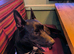 (Urgent) Sweet German Shepherd X Border Collie puppy (male) needing forever home!