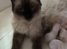 Ragdoll kittens