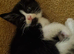 8 week old little boy kitten